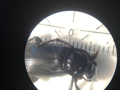 Nicrophorus humator