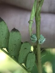 Dioprosopa clavata