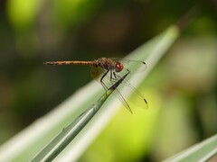 Trithemis werneri