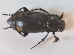 Nicrophorus humator