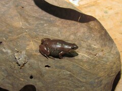 Chiasmocleis ventrimaculata