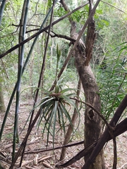 Tillandsia polystachia