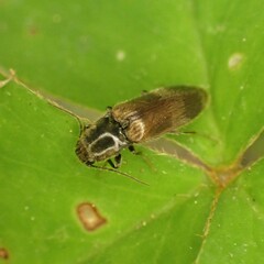 Hemicrepidius pallidipennis