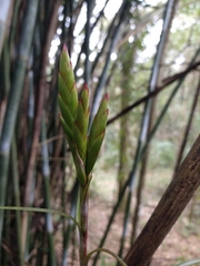 Tillandsia polystachia
