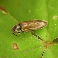 Hemicrepidius pallidipennis