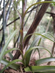 Tillandsia polystachia
