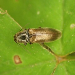 Hemicrepidius pallidipennis