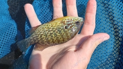 Lepomis gibbosus