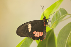 Parides eurimedes