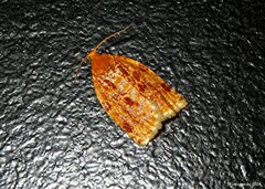 Archips cerasivorana