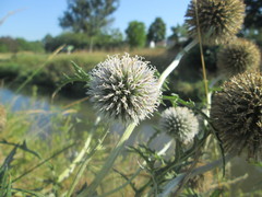 Echinops exaltatus