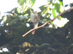 Saucerottia beryllina