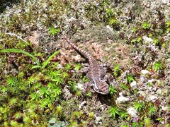 Sceloporus mucronatus