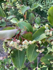 Viburnum cassinoides image