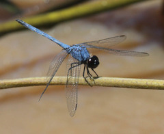 Trithemis donaldsoni