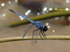 Trithemis donaldsoni