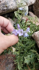 Polemonium confertum