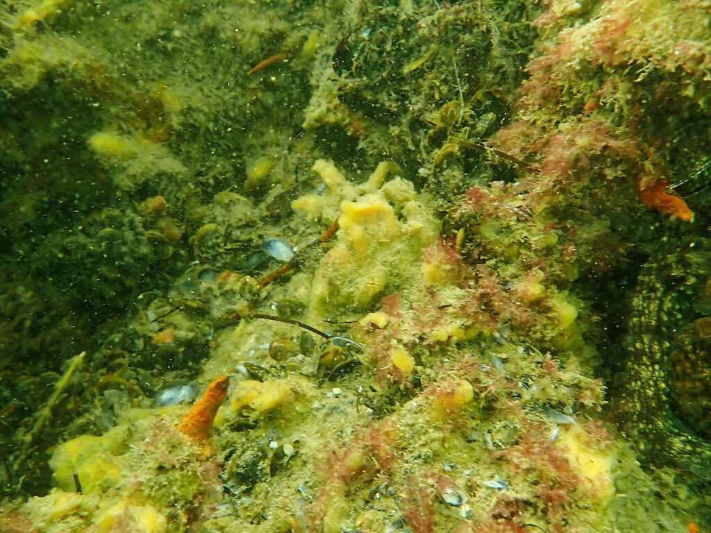 Celtodoryx ciocalyptoides