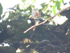 Saucerottia beryllina