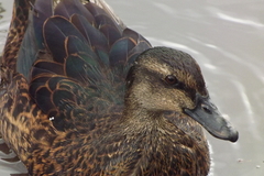 Anas platyrhynchos × Cairina moschata