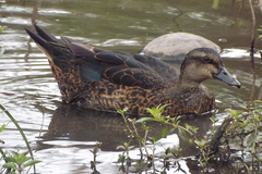 Anas platyrhynchos × Cairina moschata