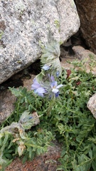 Polemonium confertum