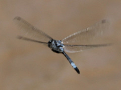 Zygonyx natalensis