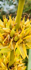 Gentiana lutea symphyandra