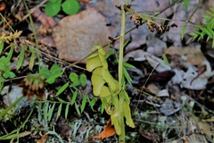 Botrychium neolunaria