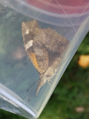 Libytheana carinenta