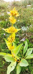 Gentiana lutea symphyandra