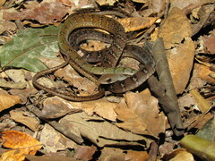 Dendrophidion dendrophis