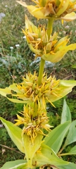 Gentiana lutea symphyandra