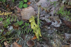 Botrychium neolunaria