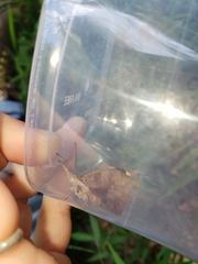 Libytheana carinenta