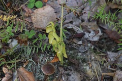 Botrychium neolunaria