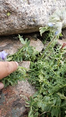 Polemonium confertum