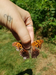 Polygonia interrogationis
