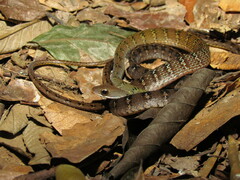 Dendrophidion dendrophis