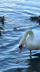 Cygnus olor