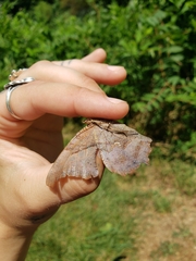 Polygonia interrogationis