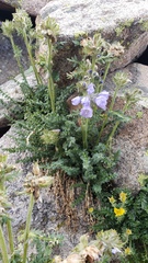 Polemonium confertum