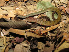 Dendrophidion dendrophis