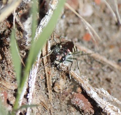 Cicindela fulgida