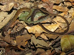 Dendrophidion dendrophis
