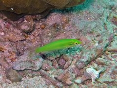 Halichoeres chloropterus