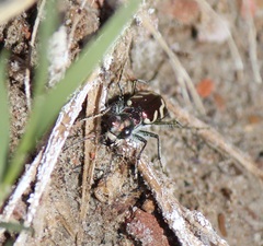 Cicindela fulgida