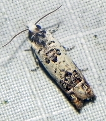 Eucosma ornatula