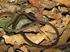 Dendrophidion dendrophis
