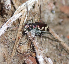 Cicindela fulgida